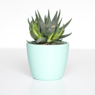 Ceramic Planter Set (4pc)